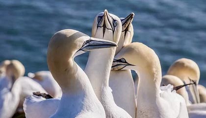 九游娱乐官网 (JIUYOU)-谷爱凌滑雪比赛展现稳定心态，滑雪运动员谷爱凌是哪国人原来