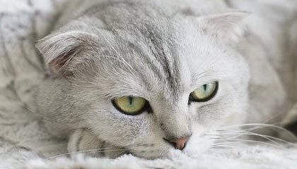 九游娱乐官网 (JIUYOU)-谷爱凌滑雪比赛展现稳定心态，滑雪运动员谷爱凌是哪国人原来