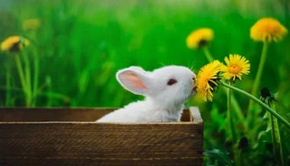 九游娱乐官网 (JIUYOU)-冬奥首次足球赛：塞内加尔以非洲速度征服寒地球场，塞内加尔东京奥运会