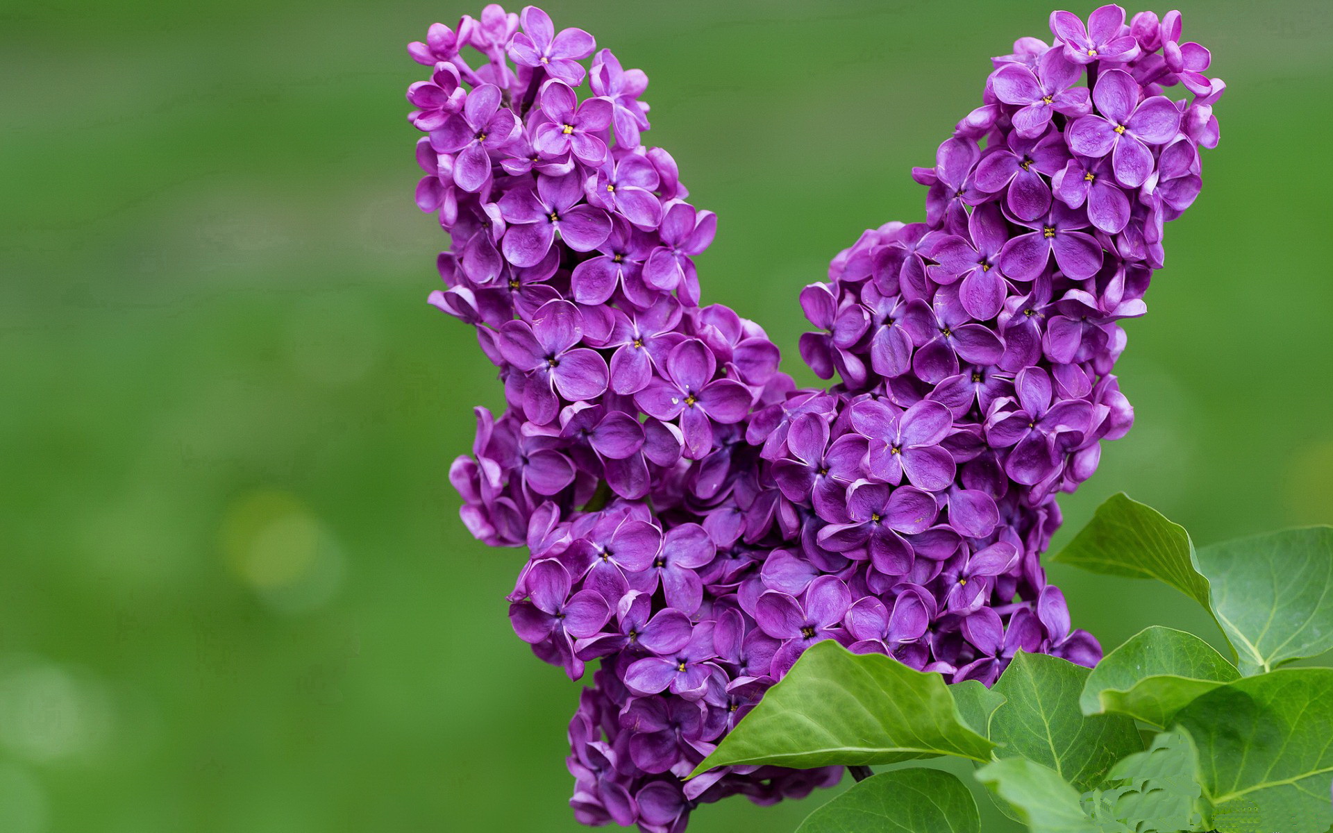 随机车手拼搏！WRC突尼斯站激烈争夺，突尼斯挑战赛