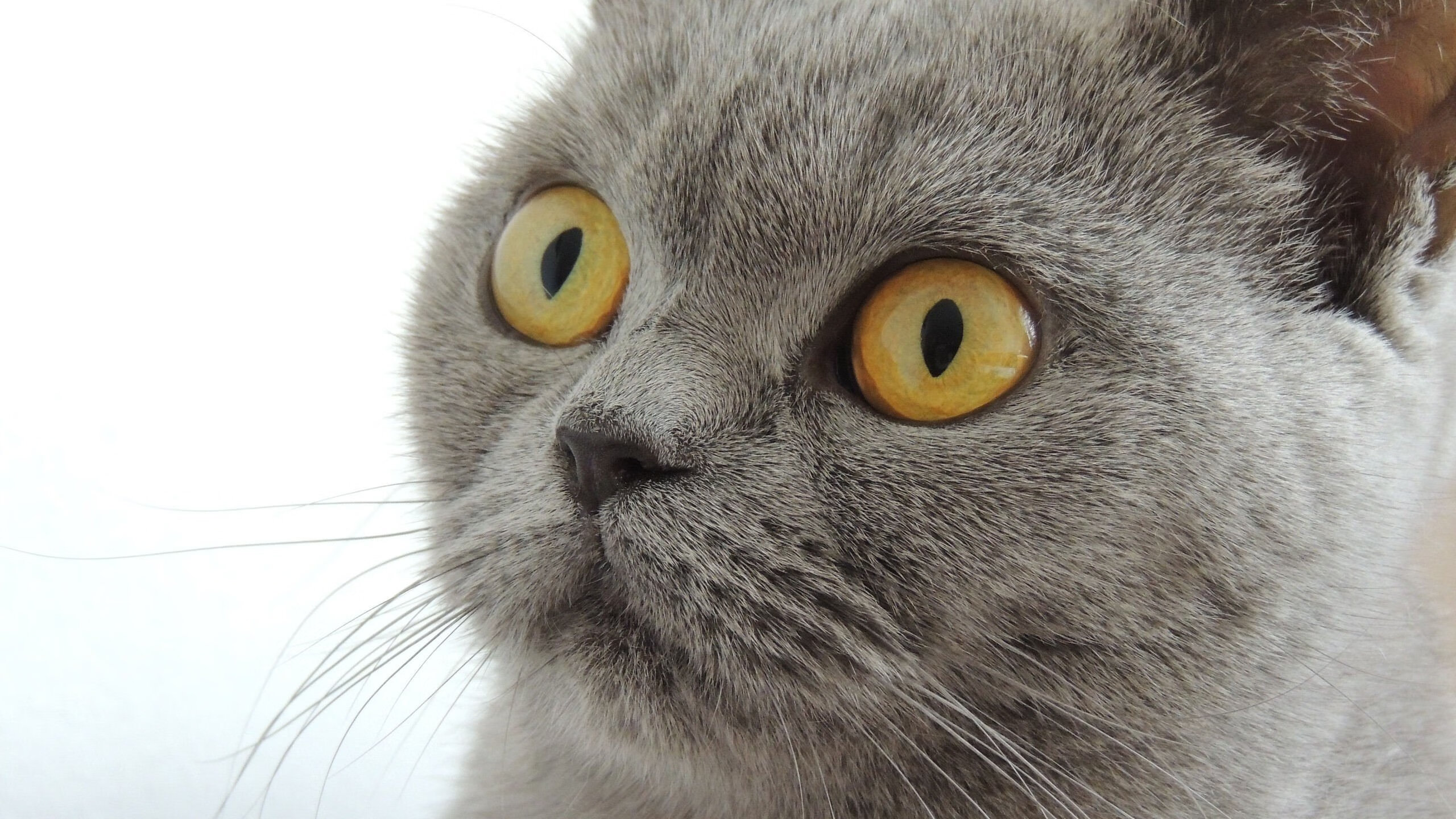 九游下载安装-北美赛区成绩引发舆论讨论，北美赛区几个名额