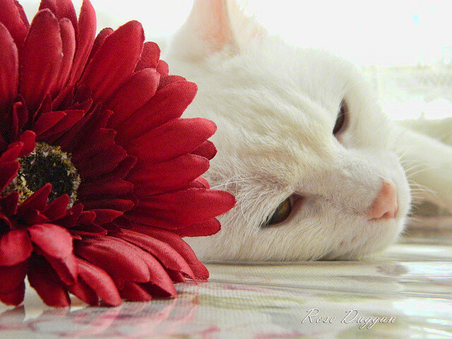 联盟是否应与学校联合开展篮球课程,学校联盟成员是什么意思