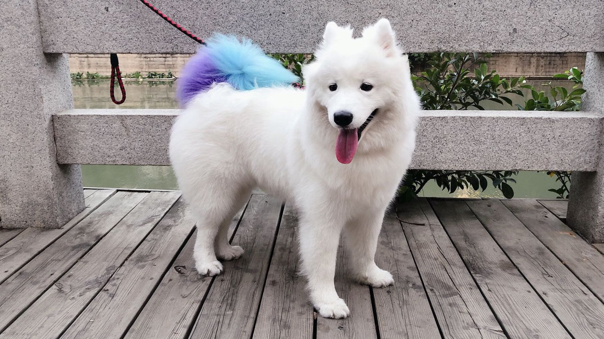 九游9游-葡萄牙队在西班牙韦尔瓦大奖赛中参赛，葡萄牙队能卫冕欧洲杯吗