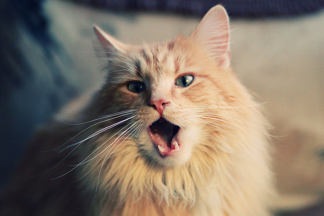 葡萄牙体育新援首秀表现亮眼,葡萄牙体育2020阵容