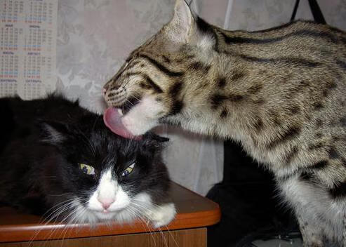 体育场馆节能管理技术创新研究,体育馆节能减排建议