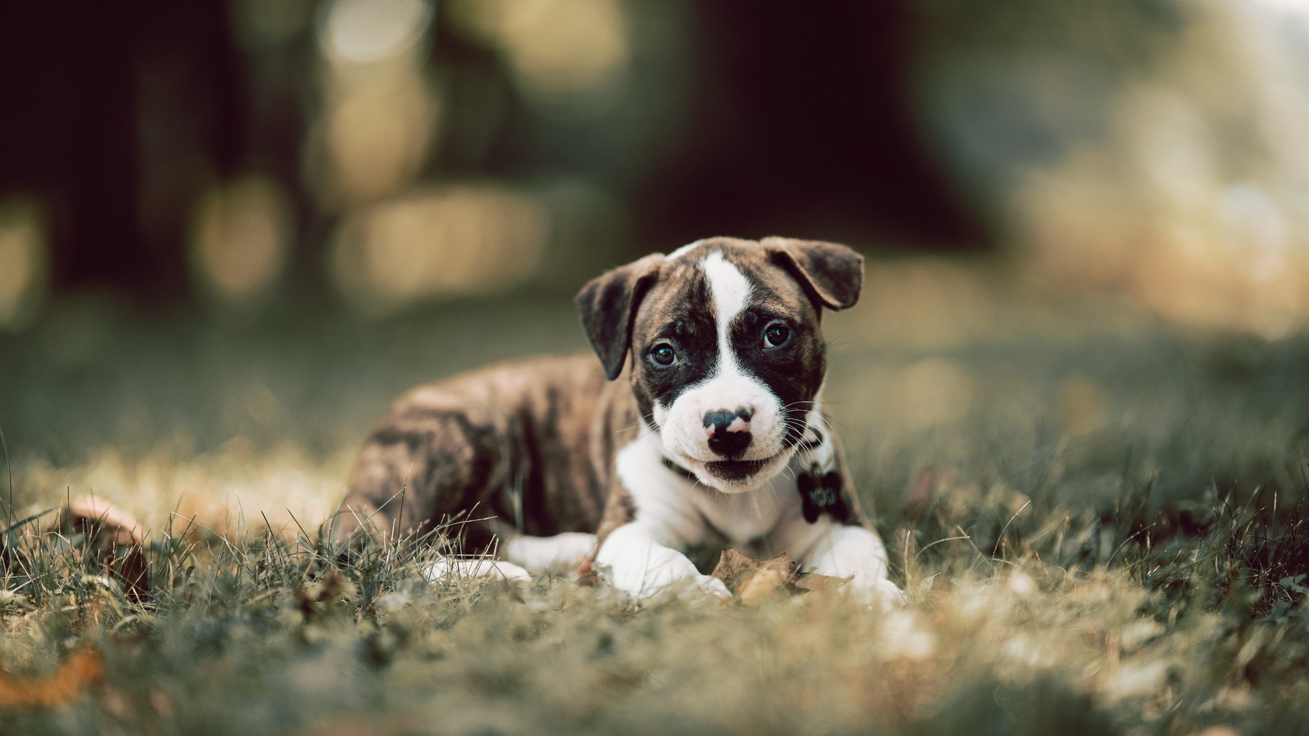 体育新闻中心深化体育语音解说数据集合作研发,体育解说播读技巧