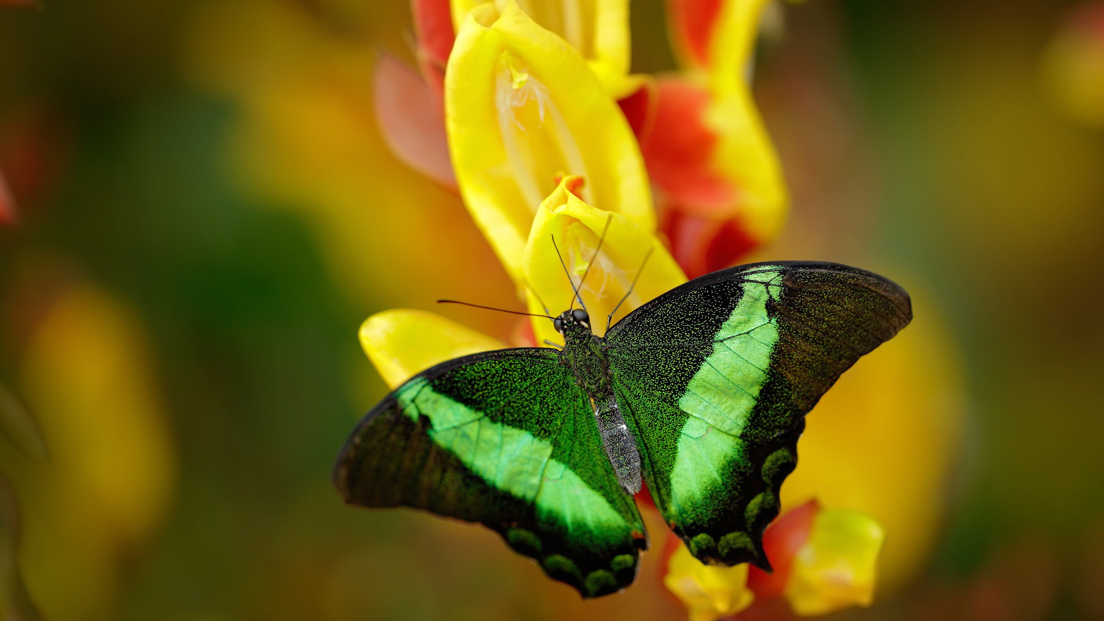 国际乒联混合团体世界杯赛制解析:德国队如何应战,国际乒联职业巡回赛德国公开赛