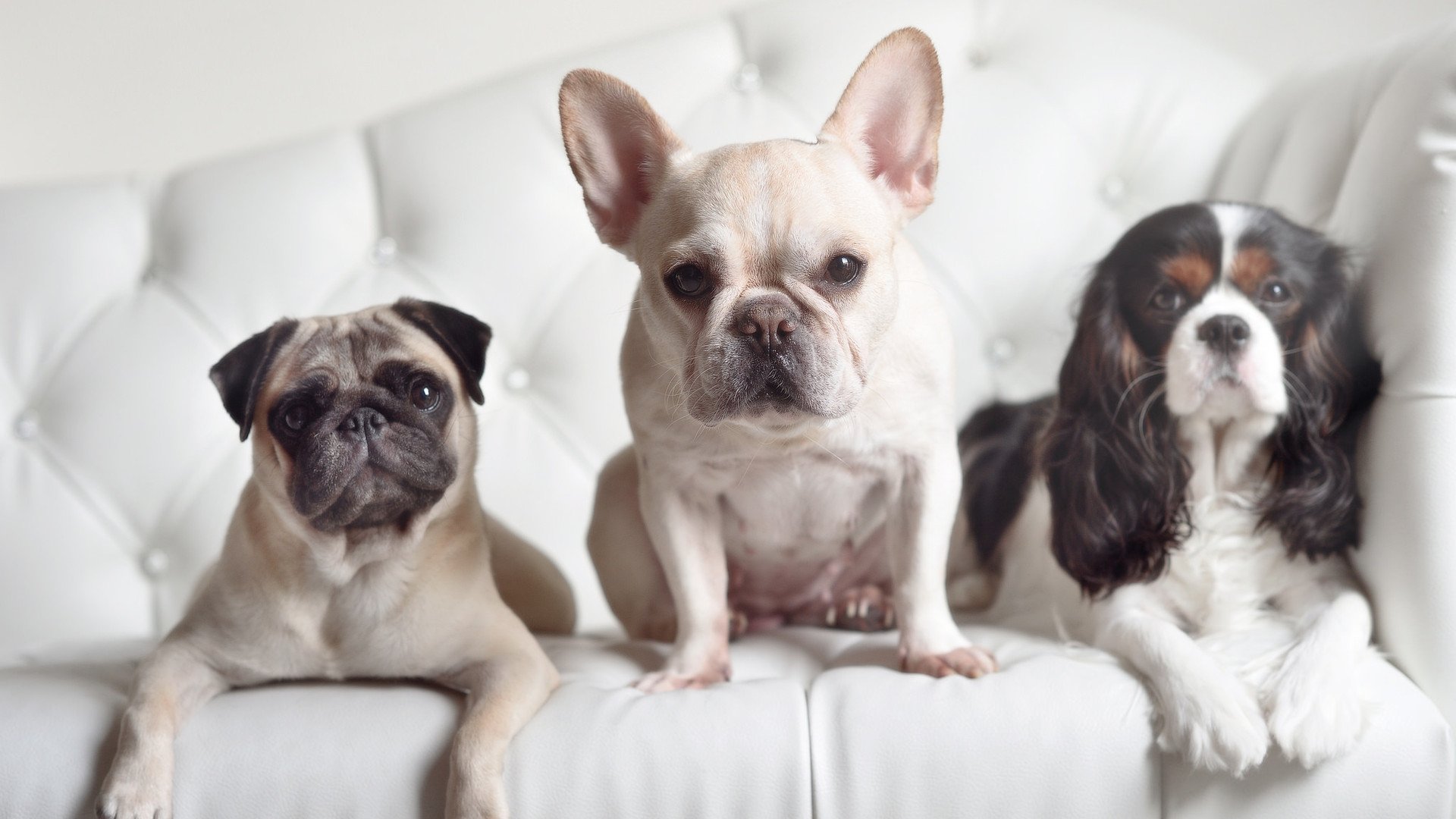 世界杯冠军之路：那些不可复制的巅峰瞬间，世界杯冠军盘点