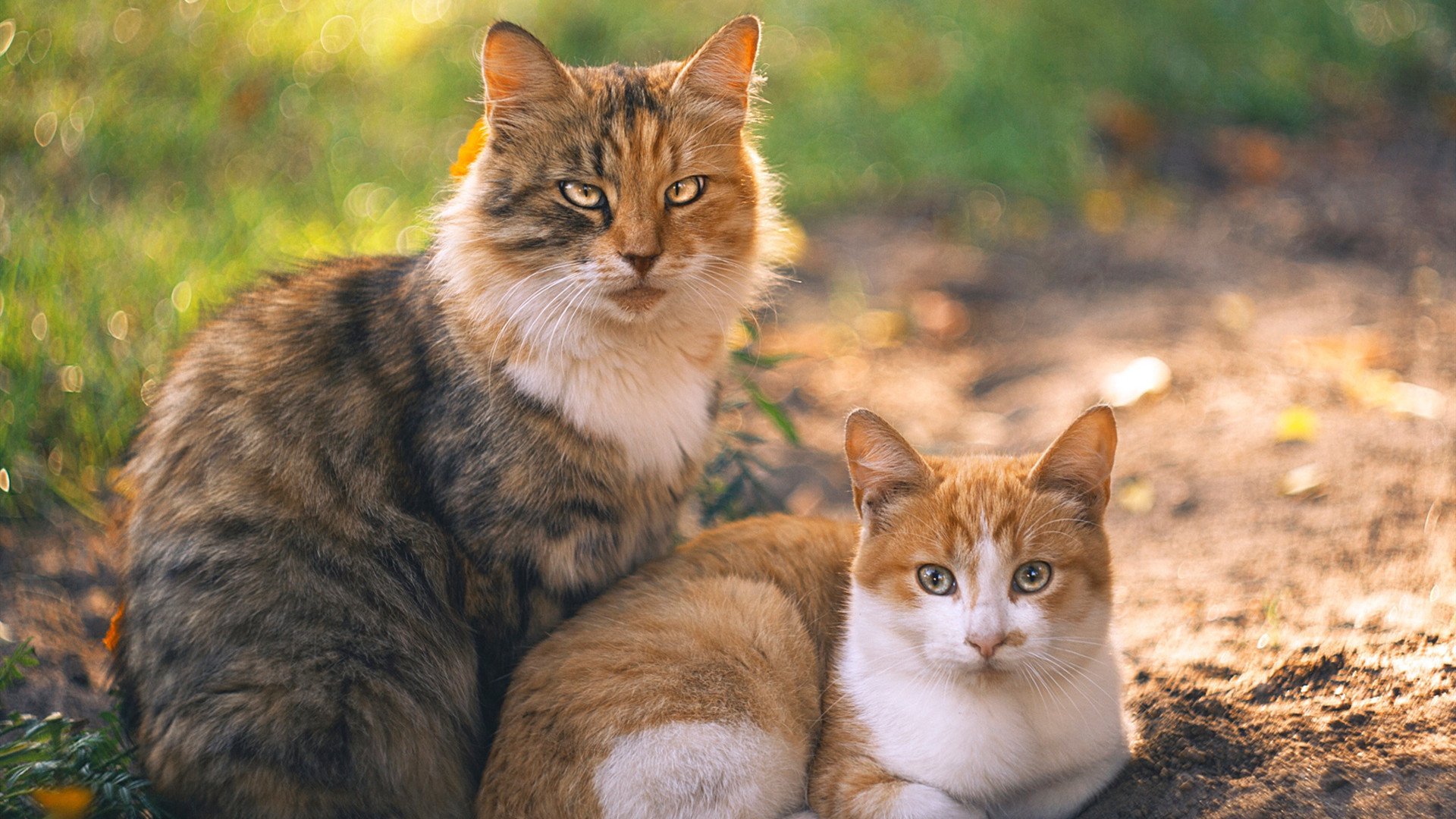 “马科斯·莫奇的防守技术与传球能力,助力美洲狮队提升整体战术水平”