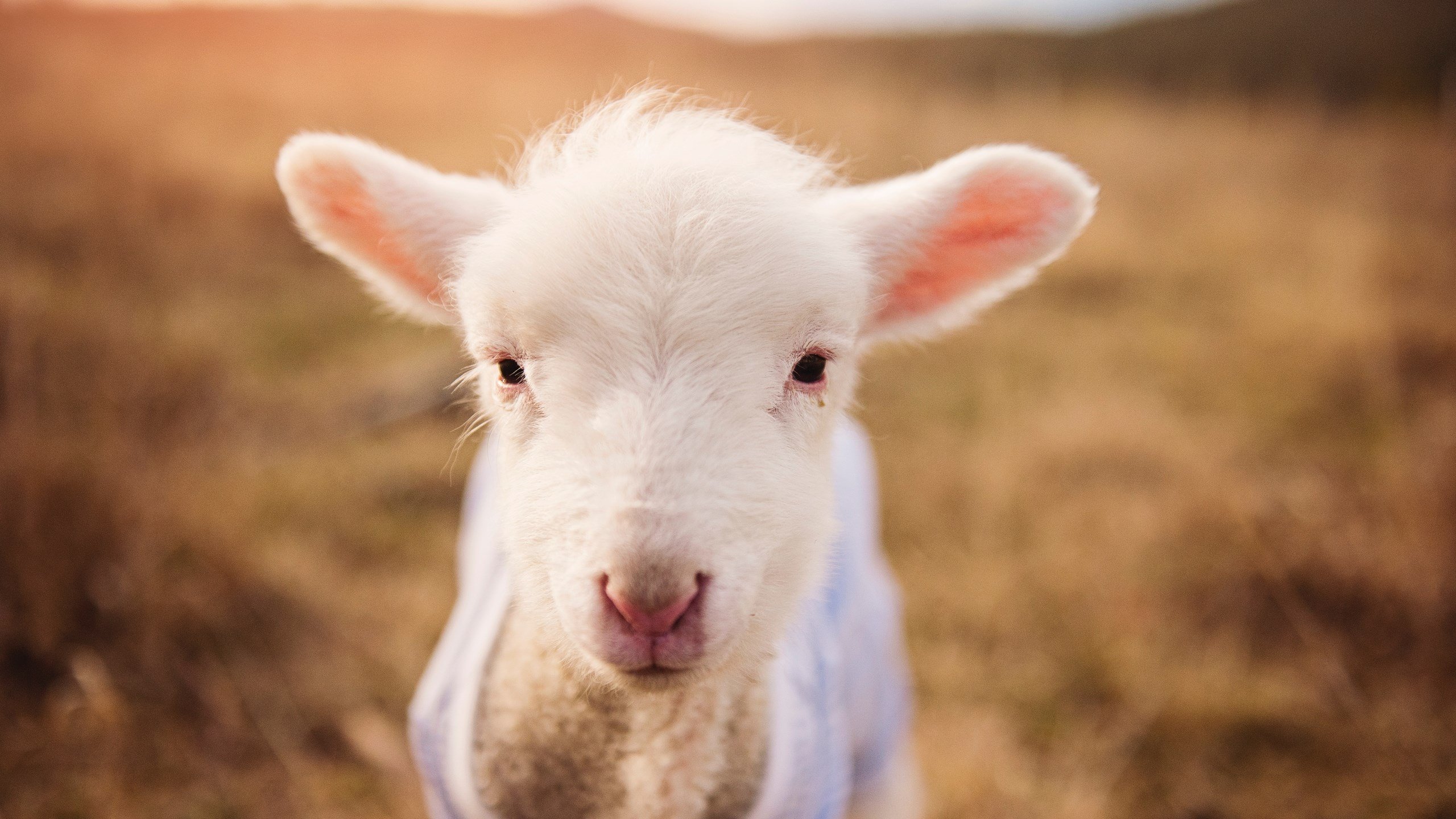 Jiuyou-中国足球联赛国际合作交流活动丰富，中国足球联合队