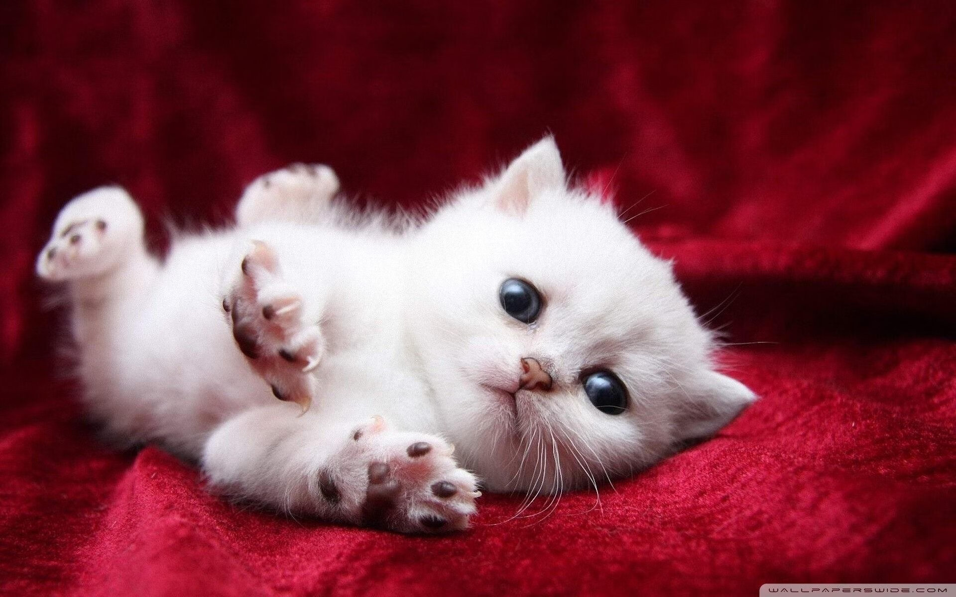 中国足球职业俱乐部国际市场拓展加快,我国职业足球俱乐部发展现状