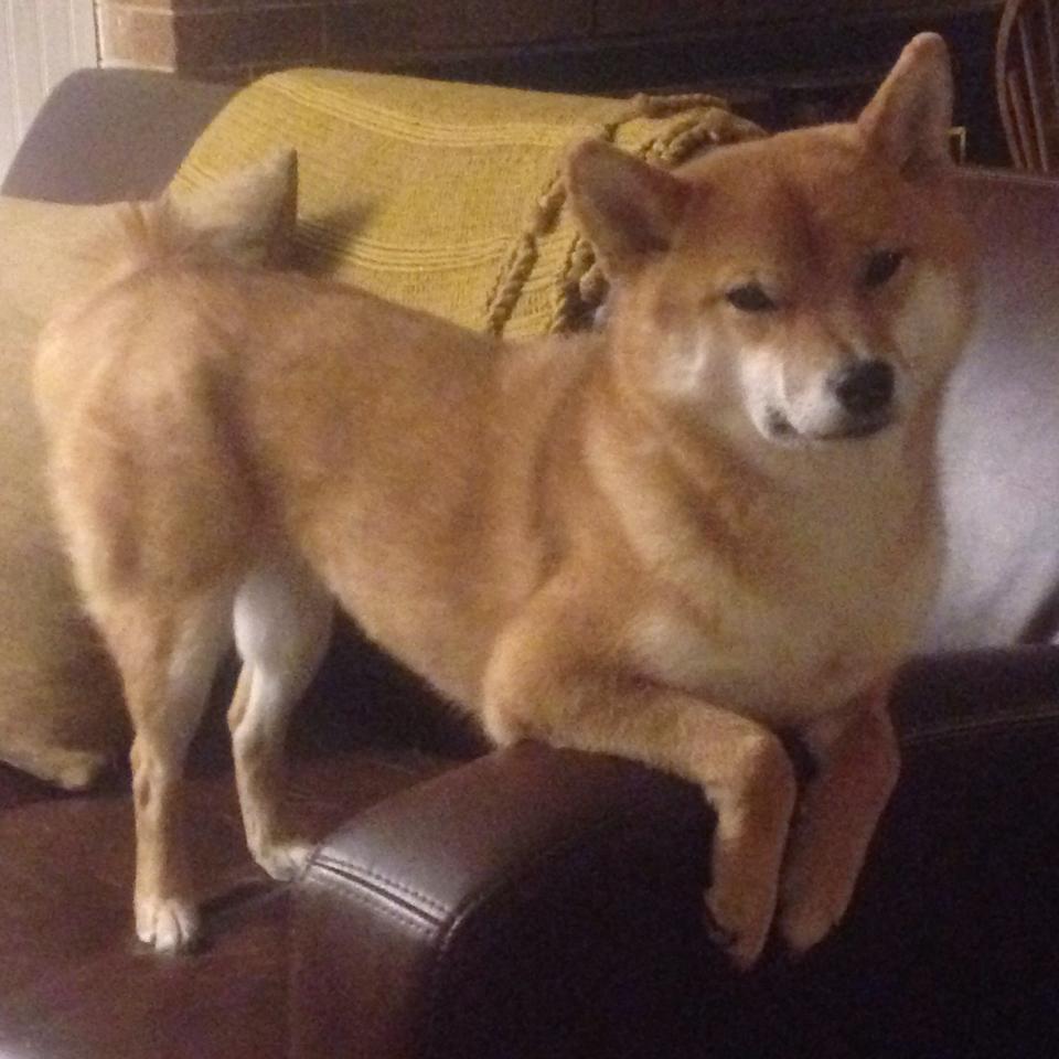 九游-乌拉圭男篮在南美锦标赛中势如破竹，体育影响力不断扩大，乌拉圭男篮实力