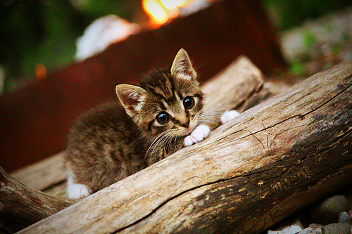 德甲球队的年轻球员培养措施，德甲球员年龄限制