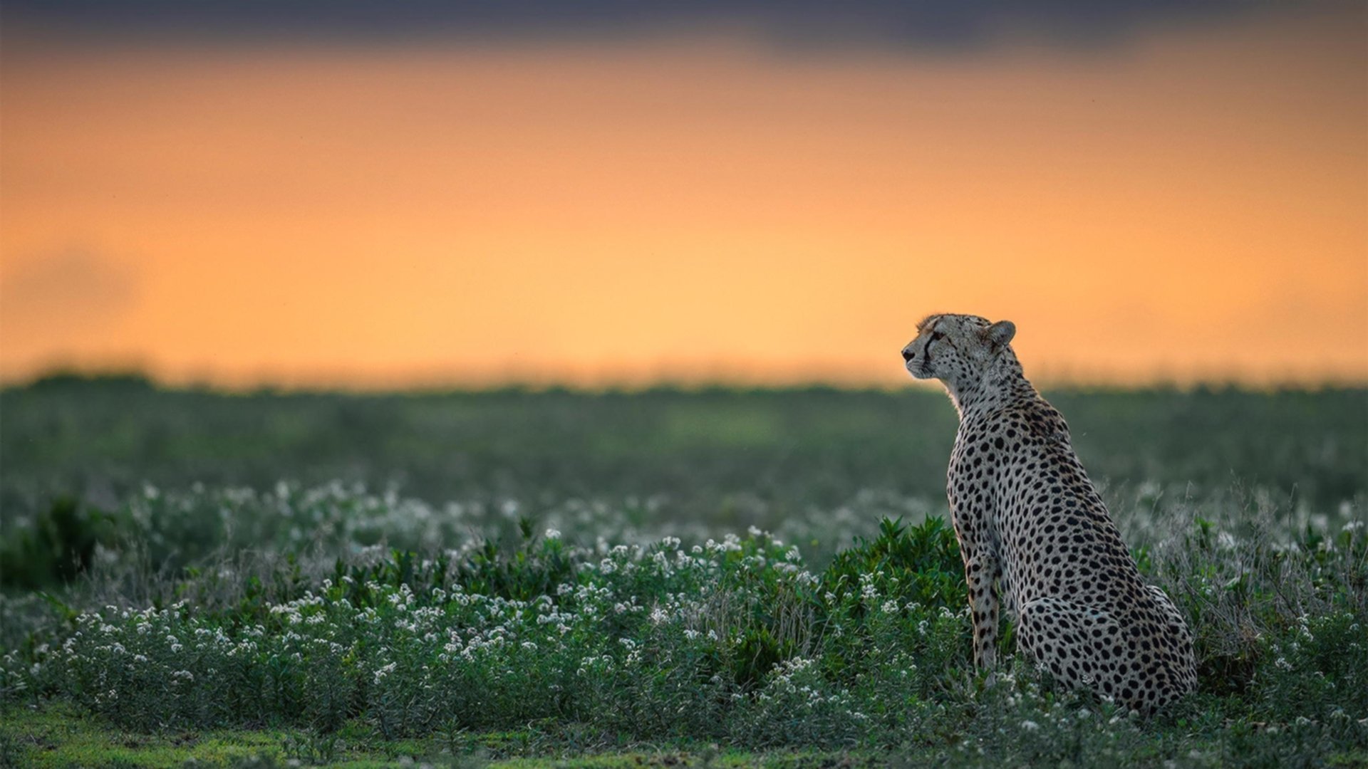 比利时男篮在欧洲预赛中拼搏到底,冲击奥运舞台,比利时男篮什么水平