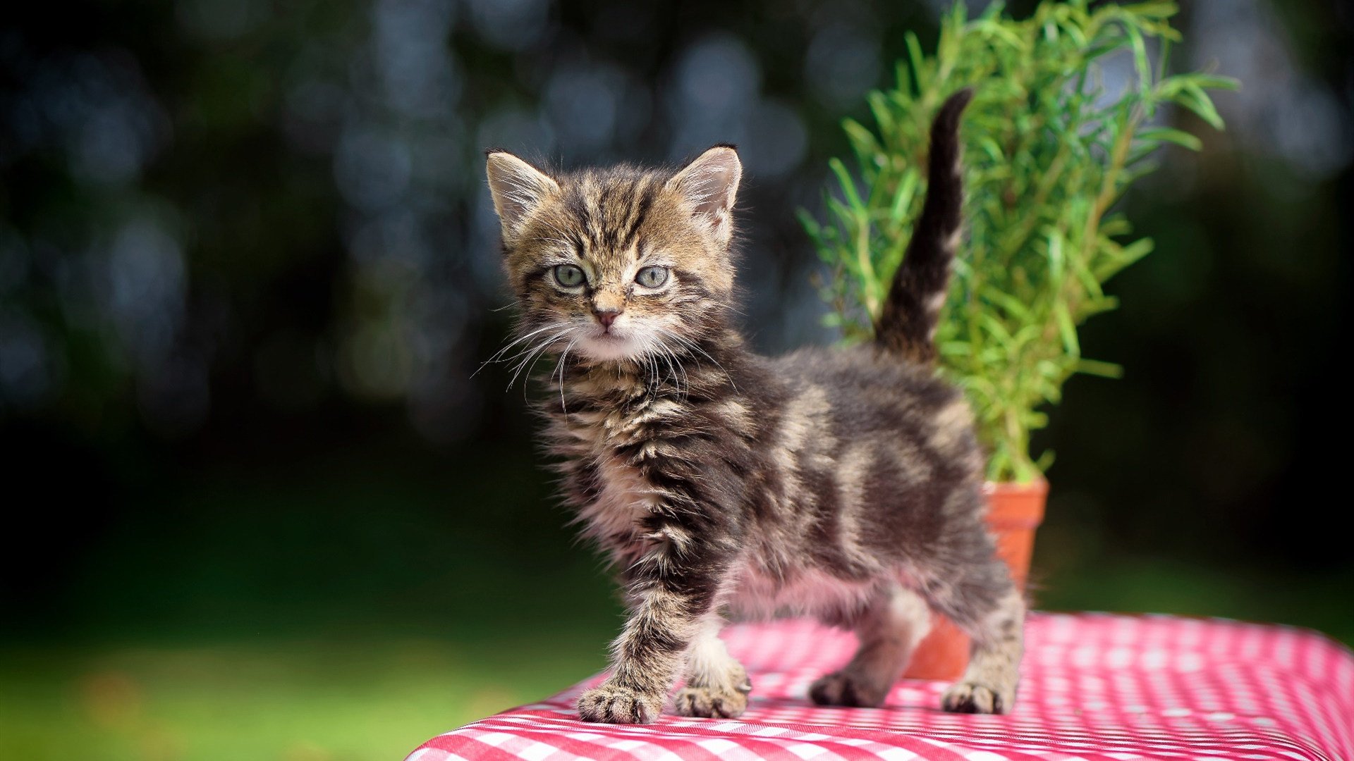 九游娱乐APP-马修·图穆亚凭借爆发力助袋鼠队获得关键胜利，马修somi